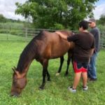 WAMC Summer Enrichment Program - Amity Horse Farm Field Trip