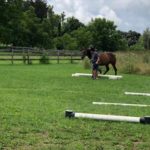 WAMC Summer Enrichment Program - Amity Horse Farm Field Trip